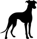 whippet Black Silhouette Generative Ai Royalty Free Stock Photo