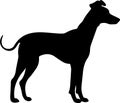 Whippet Black Silhouette Generative Ai Royalty Free Stock Photo