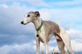 Whippet, blue sky