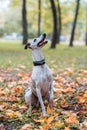 Whippet Breed Dog Sitting on the Grass. Looking Up. Royalty Free Stock Photo