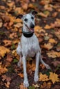 Whippet Breed Dog Sitting on the Grass. Portrait. Autumn Leaves in Background Royalty Free Stock Photo