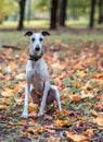 Whippet Breed Dog Sitting on the Grass. Portrait. Royalty Free Stock Photo