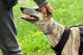 A whippet breed dog stands beside a man in gray jeans and a black jacket