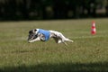 Whippet coursing Royalty Free Stock Photo