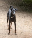 Whippet-cross breed dog at red bud isle, austin texas