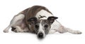 Whippet dog, 10 years old, lying Royalty Free Stock Photo