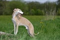 Whippet dog