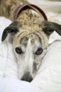 Whippet dog on bed