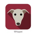 Whippet dog face flat icon, dog series