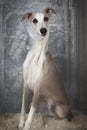 The Whippet dog indoors Royalty Free Stock Photo