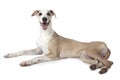 The Whippet dog lying over white Royalty Free Stock Photo