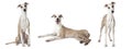 Whippet dog over white Royalty Free Stock Photo