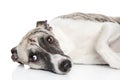 Whippet dog resting on a white background Royalty Free Stock Photo