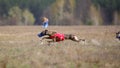 Whippet dog running. Coursing, passion and speed