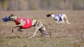 Whippet dog running. Coursing, passion and speed