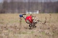 Whippet dog running. Coursing, passion and speed