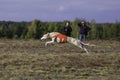 Whippet dog running. Coursing, passion and speed