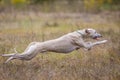 Whippet dog running. Coursing training