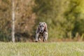 Whippet running in the field on lure coursing competition Royalty Free Stock Photo