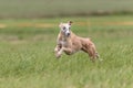 Whippet running in the field on lure coursing competition Royalty Free Stock Photo