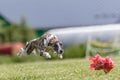 Whippet running in the field on lure coursing competition Royalty Free Stock Photo