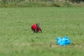 Whippet dog running in a red jacket on coursing green field Royalty Free Stock Photo