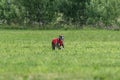 Whippet dog running in a red jacket on coursing green field Royalty Free Stock Photo