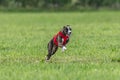 Whippet dog running in a red jacket on coursing green field Royalty Free Stock Photo