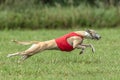 Whippet dog running in a red jacket on coursing green field Royalty Free Stock Photo