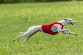 Whippet dog running in a red jacket on coursing green field Royalty Free Stock Photo