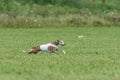 Whippet dog running in white jacket on coursing green field Royalty Free Stock Photo