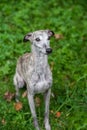 Whippet Dog Sitting on the Grass. Portrait. Royalty Free Stock Photo