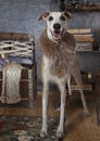 Whippet dog wearing a fur collar Royalty Free Stock Photo