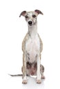 Whippet dog on white background