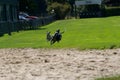 Whippet dogs arriving at full speed in the last straight of their race on a greyhound track