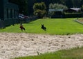 Whippet dogs arriving at full speed in the last straight of their race on a greyhound track