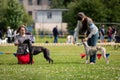 Whippet dogs outdoor on dog show at summer