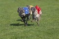 Whippet Dogs running, Racing at Track