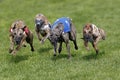 Whippet Dogs running, Racing at Track