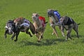 Whippet Dogs running, Racing at Track