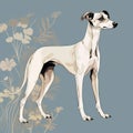 Whippet Drawing: Bobbed Tail And Distinct Markings For Coloring Book Royalty Free Stock Photo