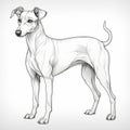 Whippet Drawing: Bobbed Tail And Distinct Markings For Coloring Book Royalty Free Stock Photo