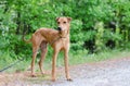 Whippet Feist mixed breed dog