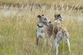 Whippet friends