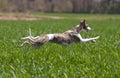 Whippet hunting Royalty Free Stock Photo