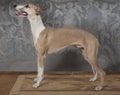 The Whippet hunting dog indoors Royalty Free Stock Photo