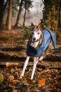 Whippet is jumping over the trunk.