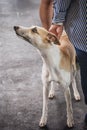 Whippet let out by his owner Royalty Free Stock Photo