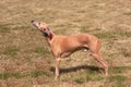 Whippet looking up Royalty Free Stock Photo
