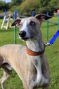 Whippet lurcher dog Royalty Free Stock Photo